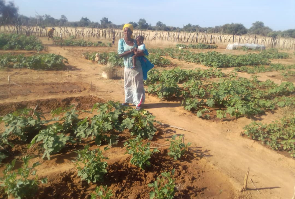 Pel desenvolupament sostenible i la seguretat alimentària al Senegal